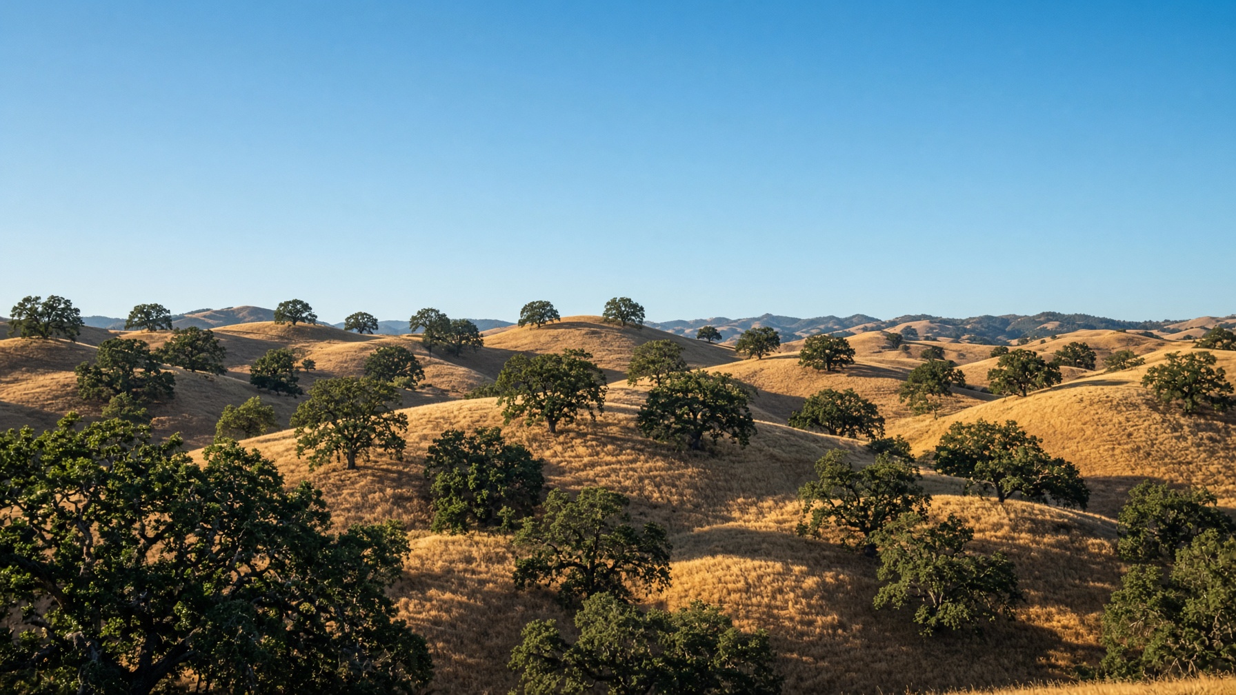 Oak-dotted golden hills typical of the Santa Cruz mountain foothills