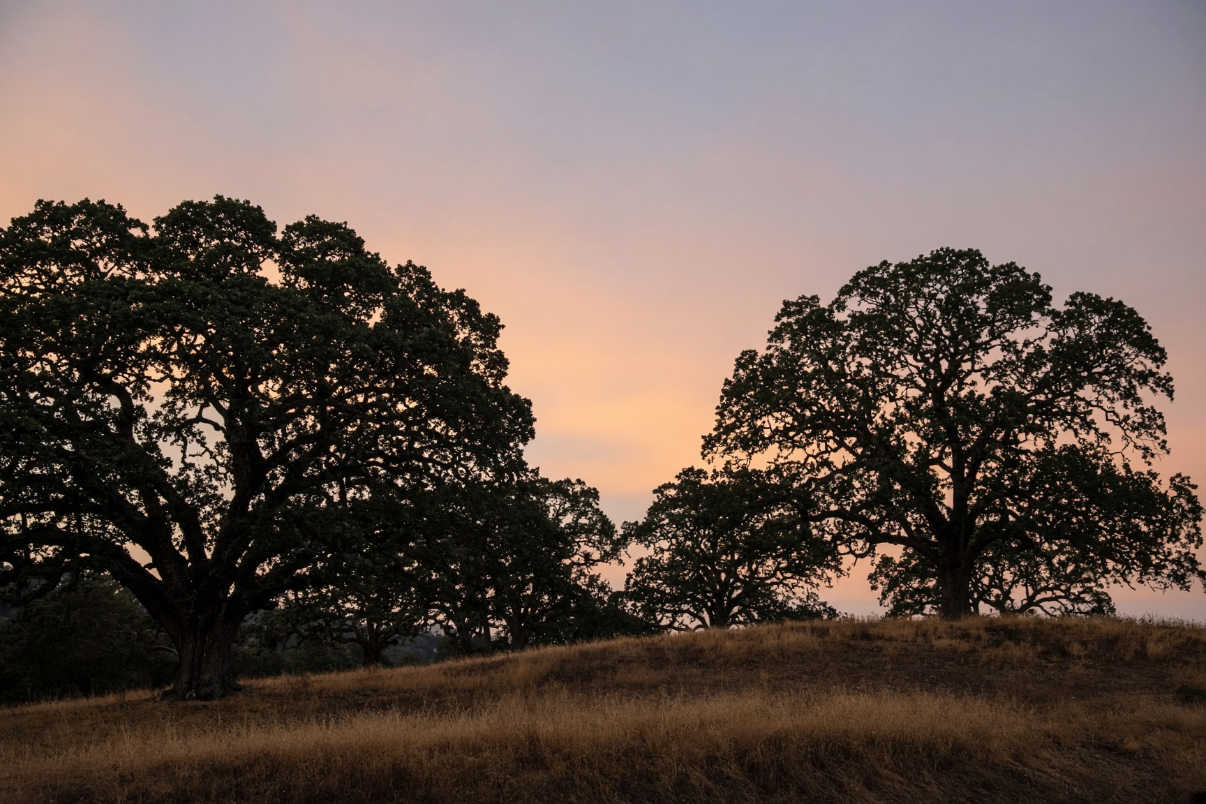 Oak canopy on a Saratoga-area hillside at dusk